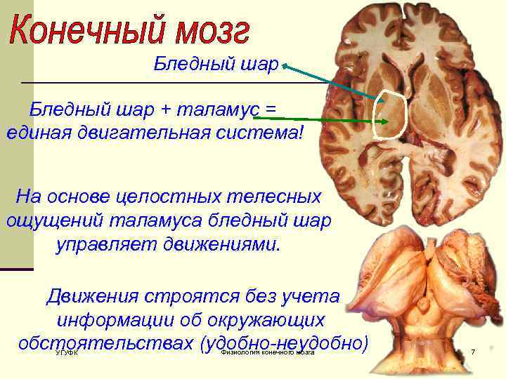 Бледный шар + таламус = единая двигательная система! На основе целостных телесных ощущений таламуса