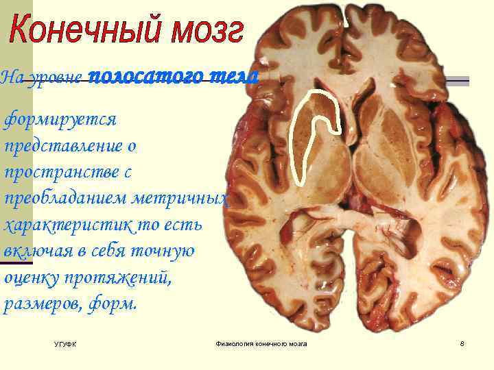На уровне полосатого тела формируется представление о пространстве с преобладанием метричных характеристик то есть