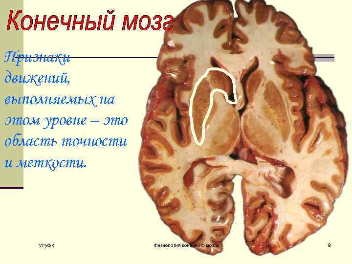 Признаки движений, выполняемых на этом уровне – это область точности и меткости. УГУФК Физиология
