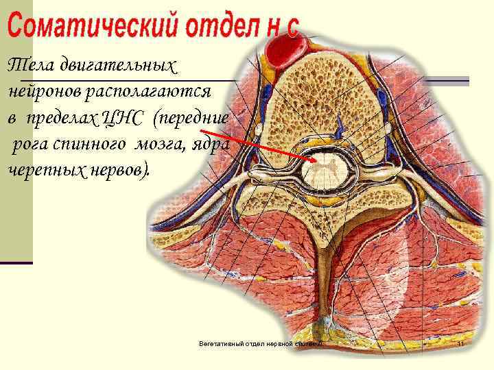 Тела двигательных нейронов располагаются в пределах ЦНС (передние рога спинного мозга, ядра черепных нервов).