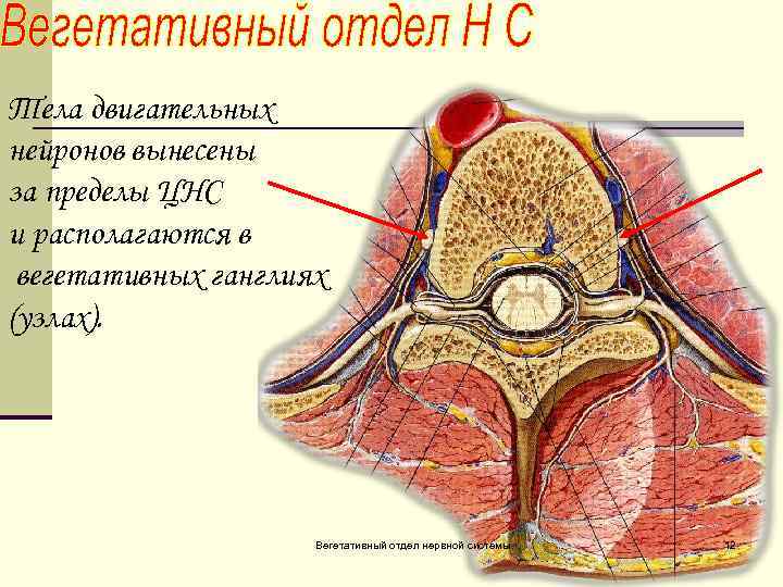 Тела двигательных нейронов вынесены за пределы ЦНС и располагаются в вегетативных ганглиях (узлах). Вегетативный