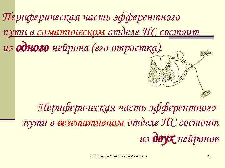 Периферическая часть эфферентного пути в соматическом отделе НС состоит из одного нейрона (его отростка).