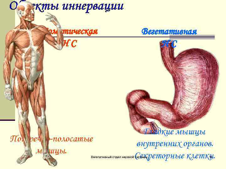 Соматическая НС Поперечно-полосатые мышцы. Вегетативная НС Гладкие мышцы внутренних органов. Секреторные клетки. Вегетативный отдел