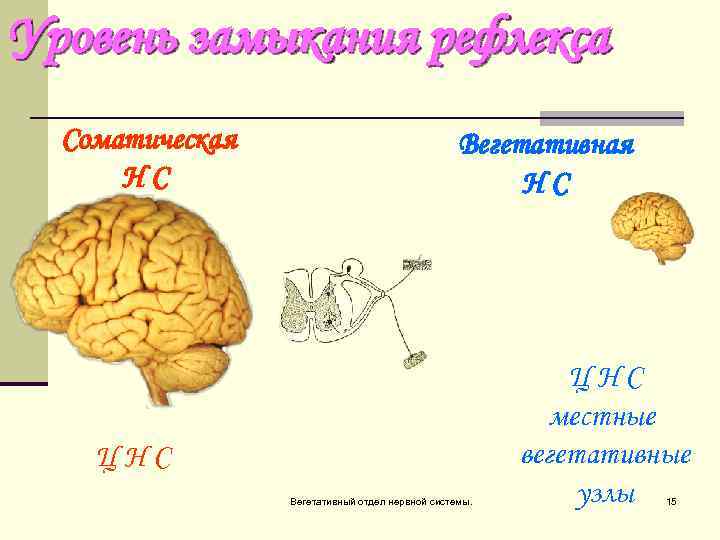 Уровень замыкания рефлекса Соматическая НС Вегетативная НС ЦНС Вегетативный отдел нервной системы. ЦНС местные