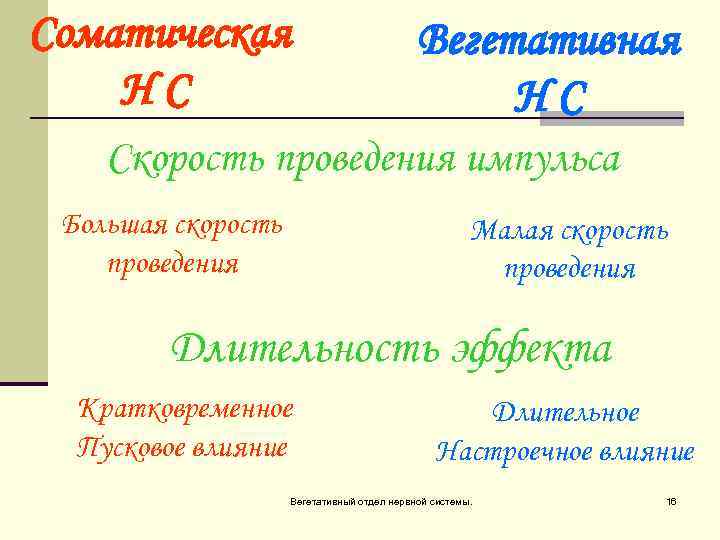 Соматическая НС Вегетативная НС Скорость проведения импульса Большая скорость проведения Малая скорость проведения Длительность