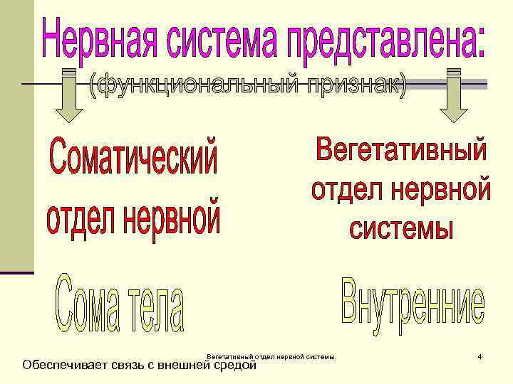 Вегетативный отдел нервной системы. Обеспечивает связь с внешней средой 4 