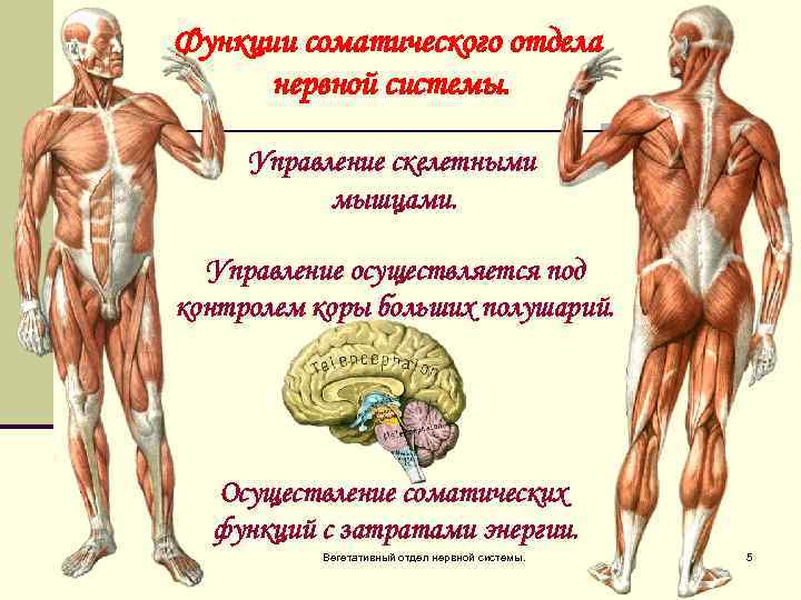 Функции соматического отдела нервной системы. Управление скелетными мышцами. Управление осуществляется под контролем коры больших