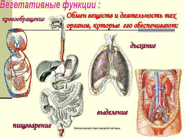 кровообращение Обмен веществ и деятельность тех органов, которые его обеспечивают: дыхание выделение пищеварение Вегетативный