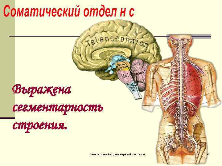 Выражена сегментарность строения. Вегетативный отдел нервной системы. 9 