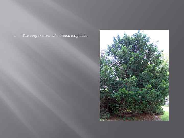  Тис остроконечный - Taxus cuspidata 