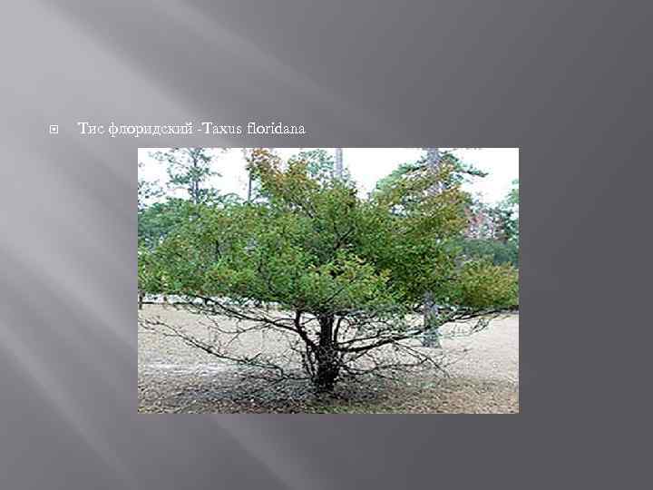  Тис флоридский -Taxus floridana 