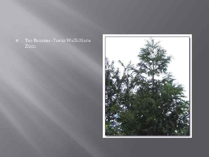  Тис Валлиха -Taxus Wallichiana Zucc. 