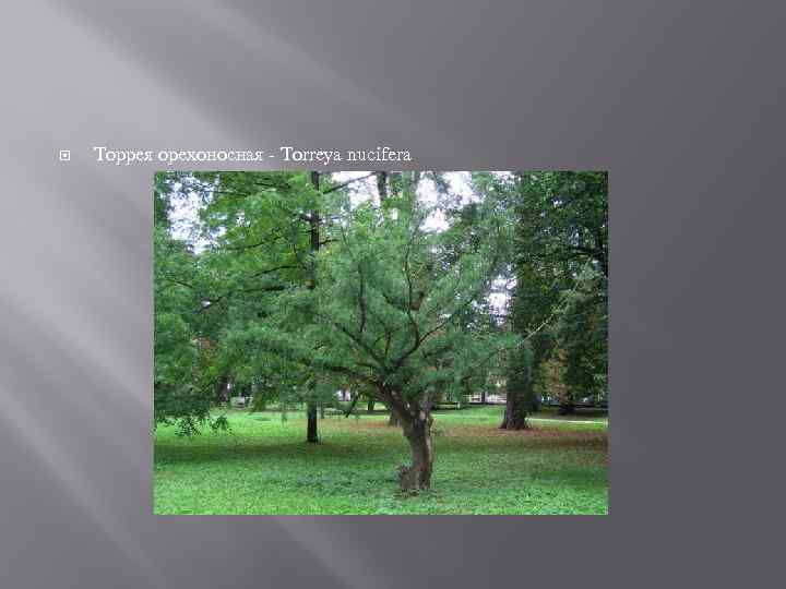  Торрея орехоносная - Torreya nucifera 