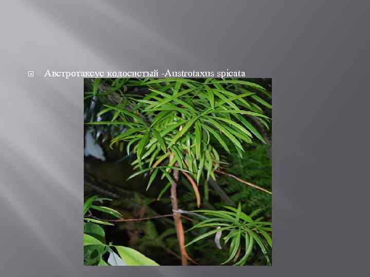  Австротаксус колосистый -Austrotaxus spicata 