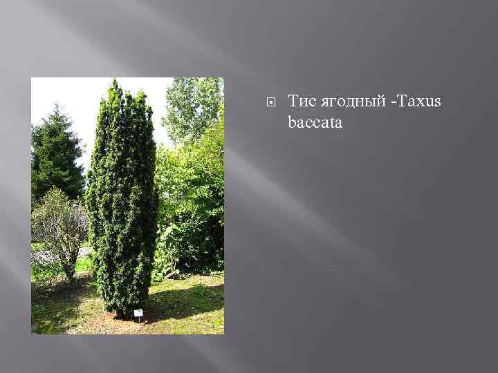  Тис ягодный -Taxus baccata 