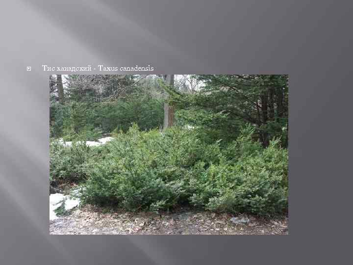  Тис канадский - Taxus canadensis 