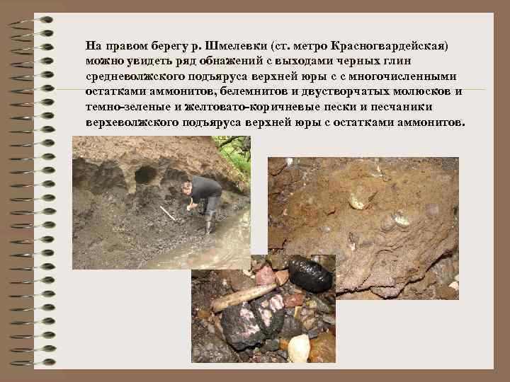 На правом берегу р. Шмелевки (ст. метро Красногвардейская) можно увидеть ряд обнажений с выходами