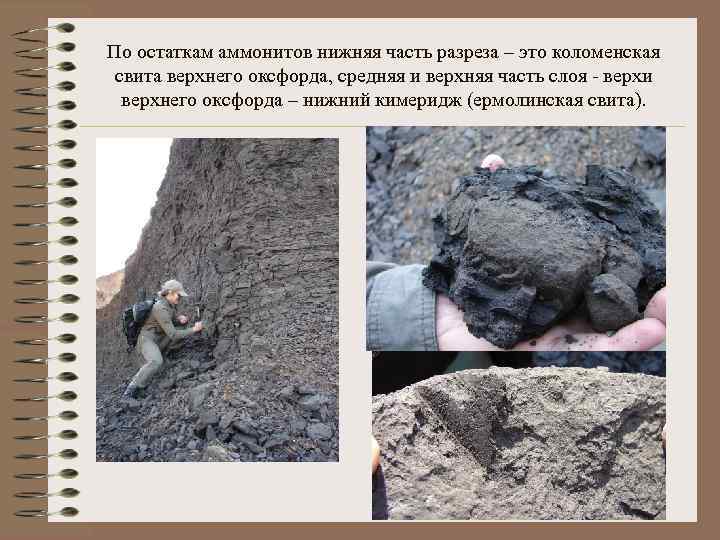 По остаткам аммонитов нижняя часть разреза – это коломенская свита верхнего оксфорда, средняя и