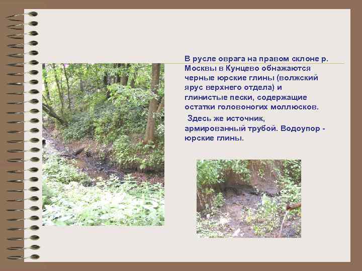 В русле оврага на правом склоне р. Москвы в Кунцево обнажаются черные юрские глины