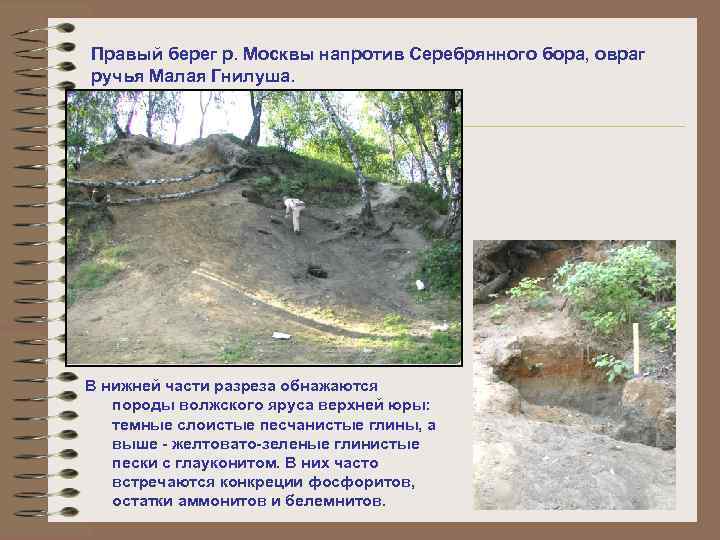 Правый берег р. Москвы напротив Серебрянного бора, овраг ручья Малая Гнилуша. В нижней части