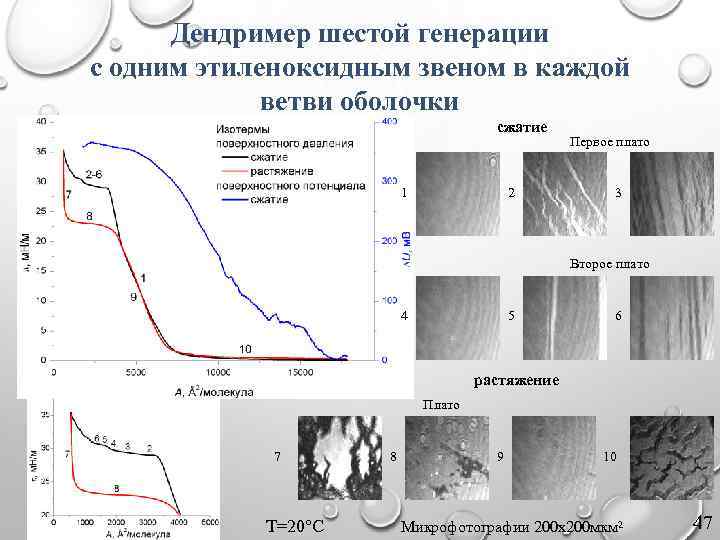 Дендример шестой генерации с одним этиленоксидным звеном в каждой ветви оболочки сжатие 1 2