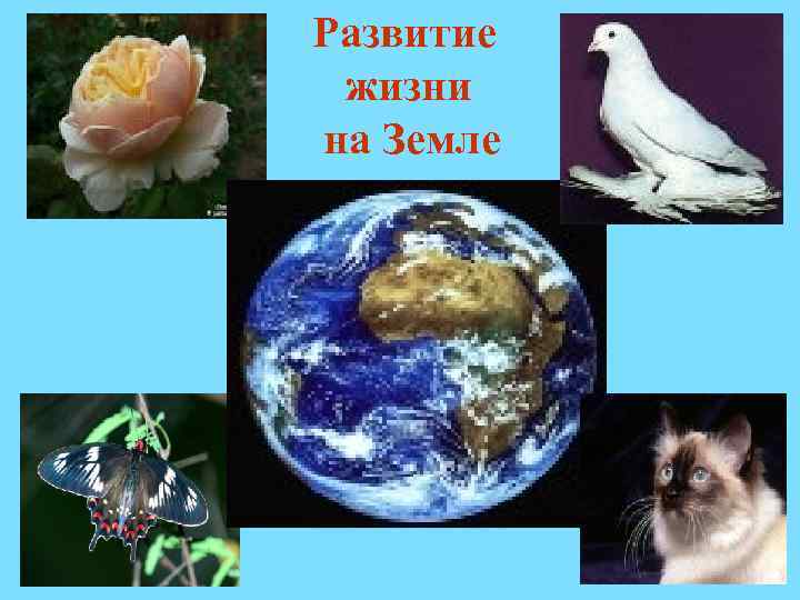 Развитие жизни на Земле 