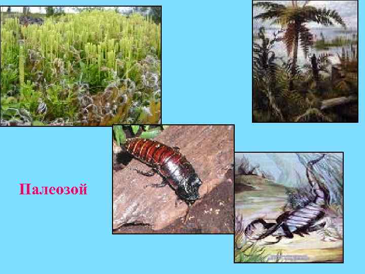 Палеозой 