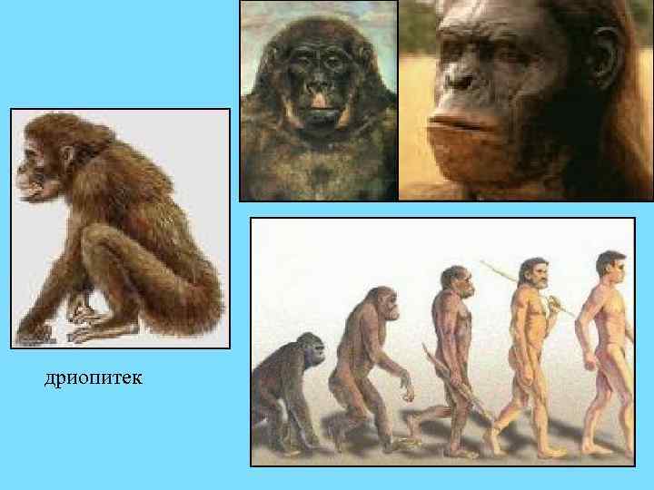 дриопитек 