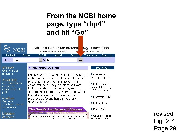 From the NCBI home page, type “rbp 4” and hit “Go” revised Fig. 2.