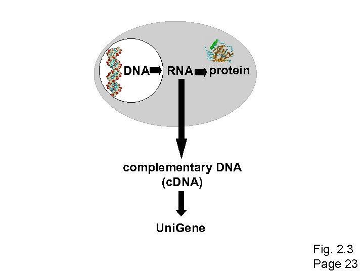 DNA RNA protein complementary DNA (c. DNA) Uni. Gene Fig. 2. 3 Page 23