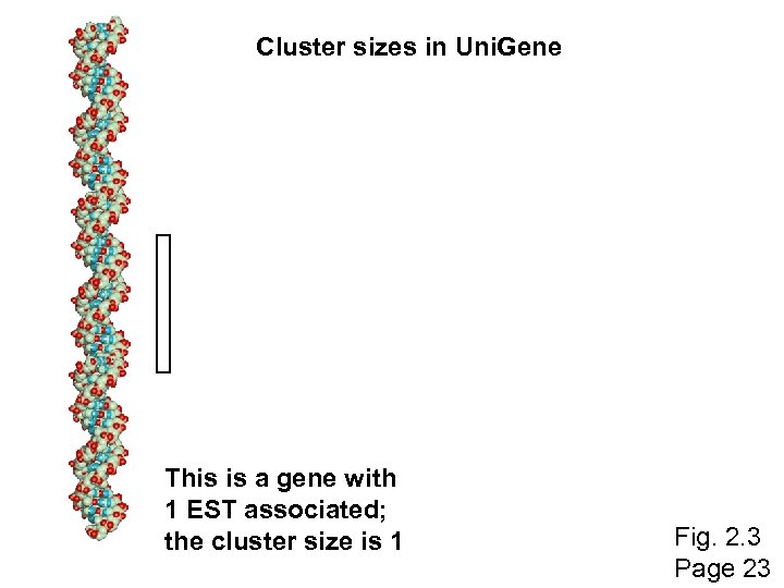 Cluster sizes in Uni. Gene This is a gene with 1 EST associated; the
