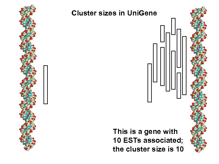 Cluster sizes in Uni. Gene This is a gene with 10 ESTs associated; the