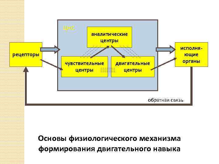 ЦНС аналитические центры рецепторы чувствительные центры двигательные центры исполняющие органы обратная связь Основы физиологического