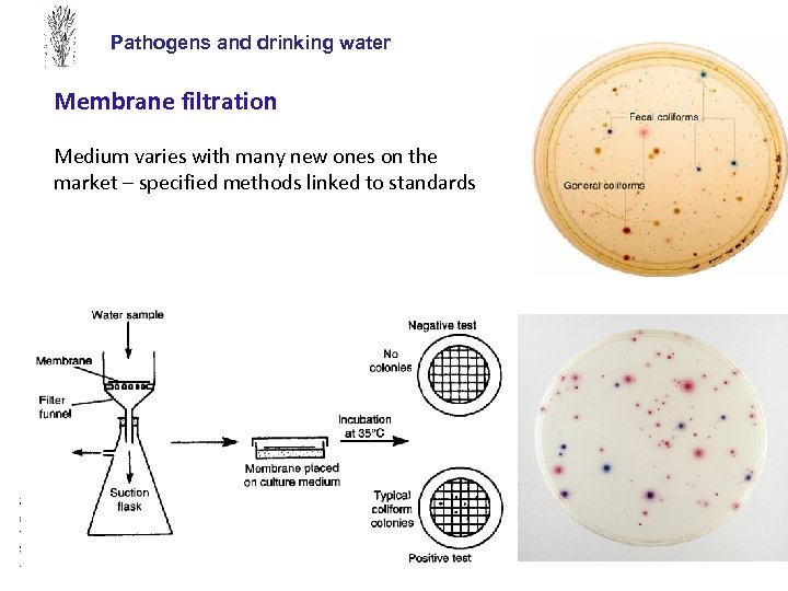 Pathogens and drinking water Membrane filtration Medium varies with many new ones on the