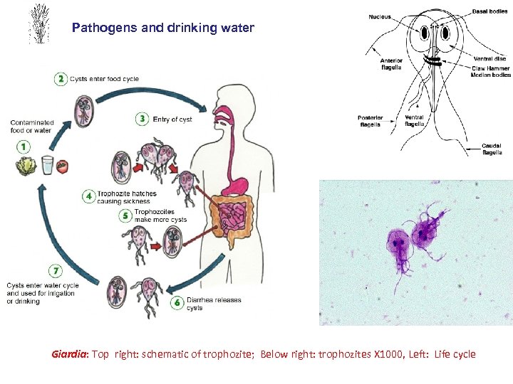 Pathogens and drinking water Giardia: Top right: schematic of trophozite; Below right: trophozites X