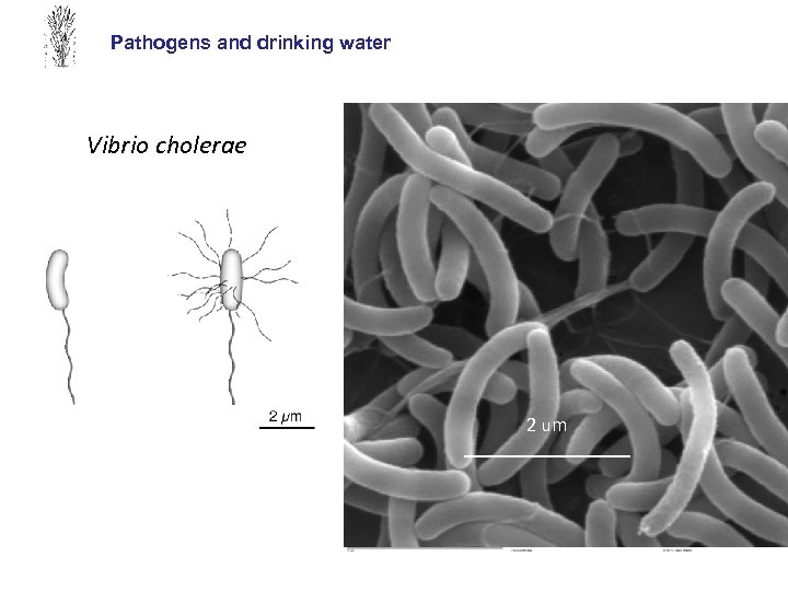 Pathogens and drinking water Vibrio cholerae 2 um _________ 