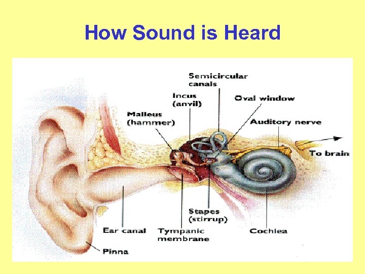 How Sound is Heard 