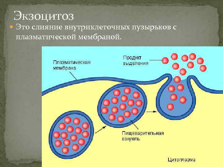 Экзоцитоз Это слияние внутриклеточных пузырьков с плазматической мембраной. 