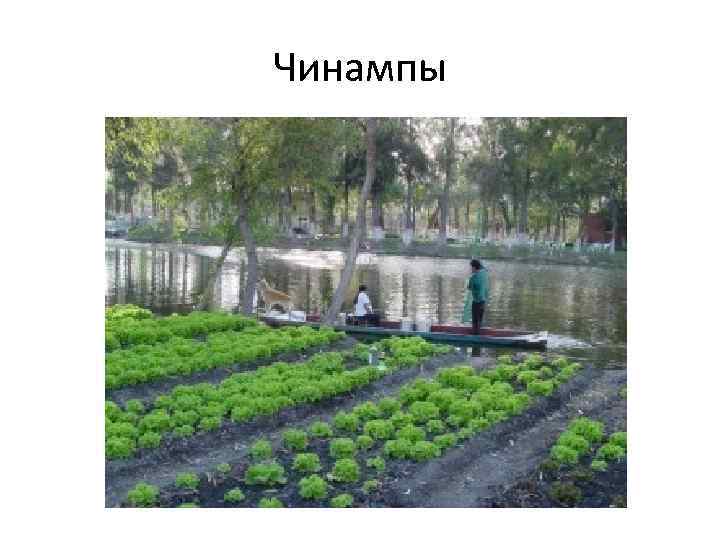 Чинампы 