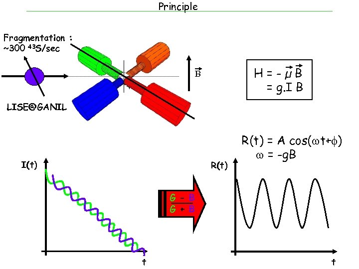 Principle Fragmentation : ~300 43 S/sec H=-µB H = g. I B B LISE@GANIL