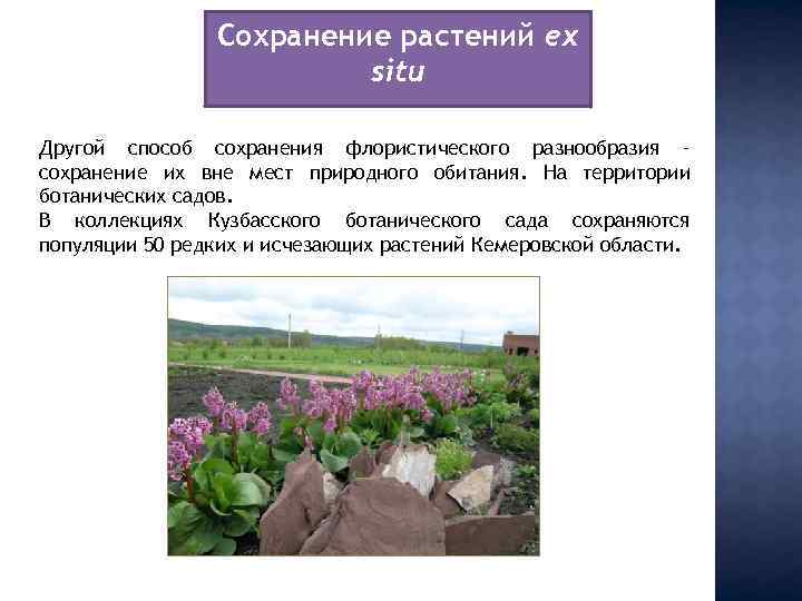 Сохранение растений ex situ Другой способ сохранения флористического разнообразия – сохранение их вне мест