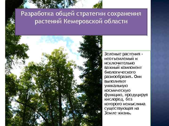 Разработка общей стратегии сохранения растений Кемеровской области Зеленые растения неотъемлемый и исключительно важный компонент