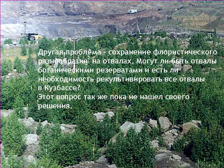 Другая проблема – сохранение флористического разнообразия на отвалах. Могут ли быть отвалы ботаническими резерватами