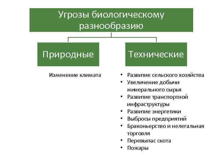 Виды биологического разнообразия схема