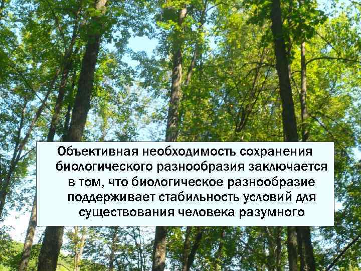 Объективная необходимость сохранения биологического разнообразия заключается в том, что биологическое разнообразие поддерживает стабильность условий