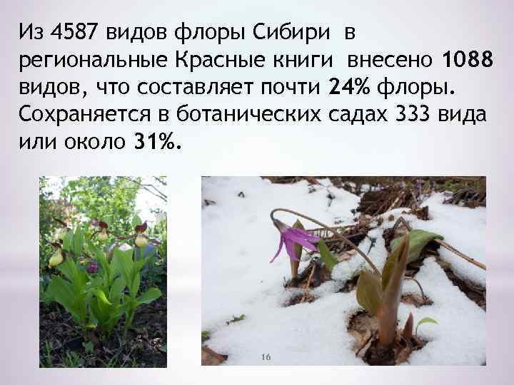 Из 4587 видов флоры Сибири в региональные Красные книги внесено 1088 видов, что составляет