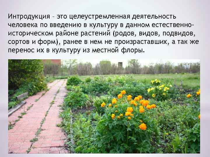 Интродукция – это целеустремленная деятельность человека по введению в культуру в данном естественноисторическом районе