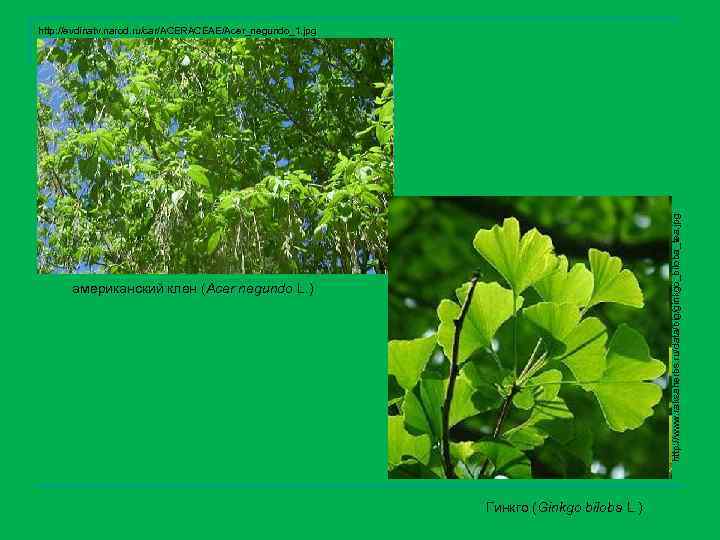 http: //www. raksaherbs. ru/data/big/ginkgo_biloba_tea. jpg http: //evdinatv. narod. ru/car/ACERACEAE/Acer_negundo_1. jpg американский клен (Acer negundo