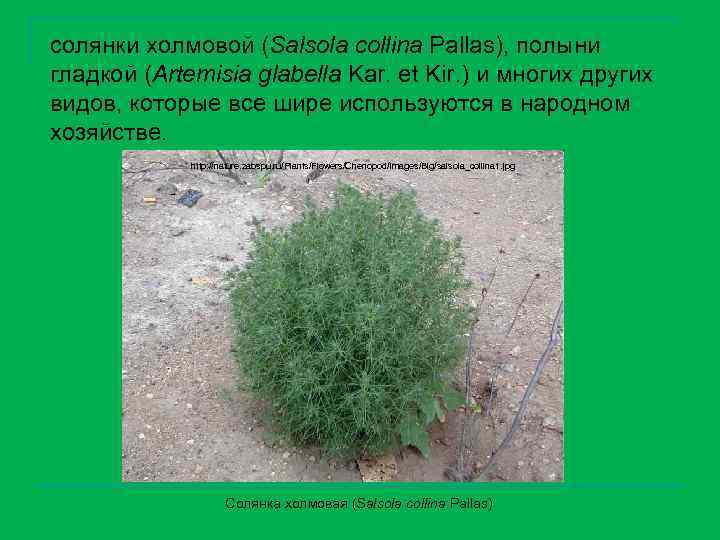 солянки холмовой (Salsola collina Pallas), полыни гладкой (Artemisia glabella Kar. et Kir. ) и