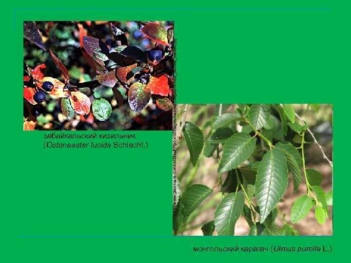 http: //www. plantcare. com/old. Site/httpdocs/images/named. Images/Ulmus_pumila_leaves. jpg забайкальский кизильник (Cotoneaster lucida Schlecht. ) монгольский